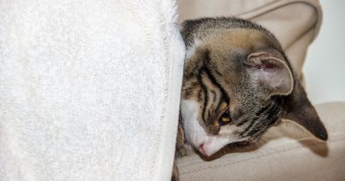 Síntomas de la bronquitis en gatos