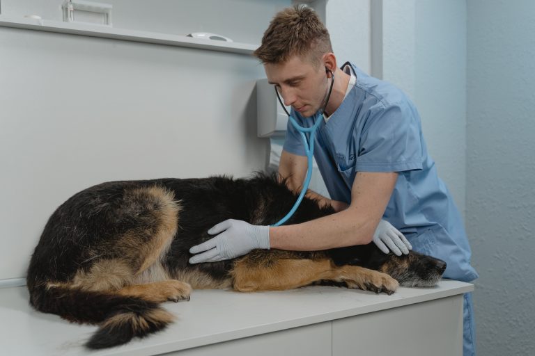 Prevenir enfermedades transmitidas por vectores en consultas veterinarias