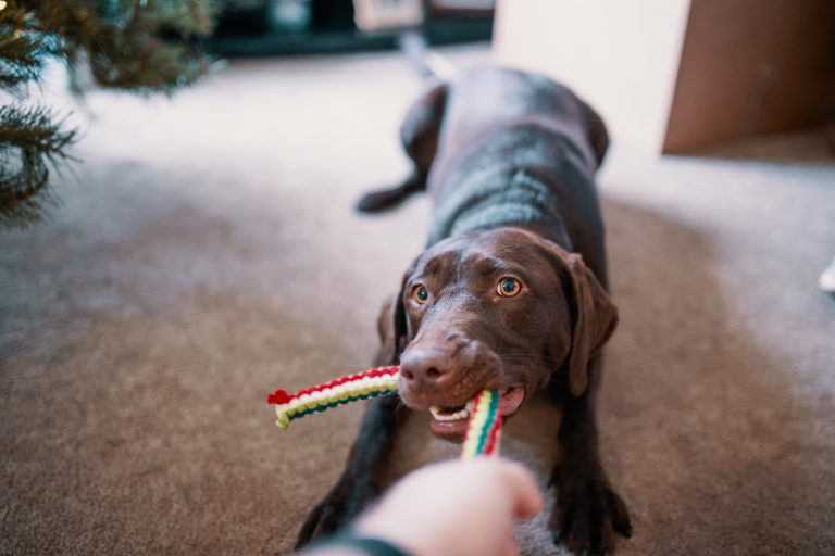 Cómo evitar que tu perro muerda durante el juego
