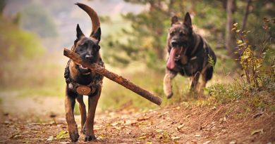 Seguro responsabilidad civil perros: AXA hasta 1,2M