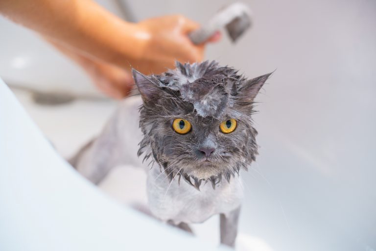 Pasos para un baño relajante y sin estrés para tu gato
