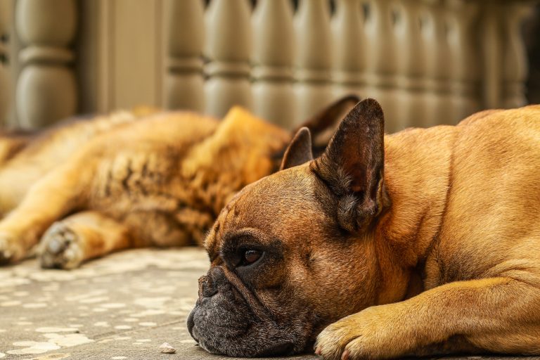 Control de ansiedad alimentaria en perros: consejos y estrategias.