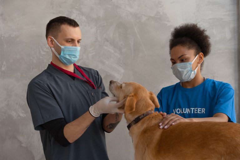 Lenguaje corporal de tu mascota en consultas veterinarias