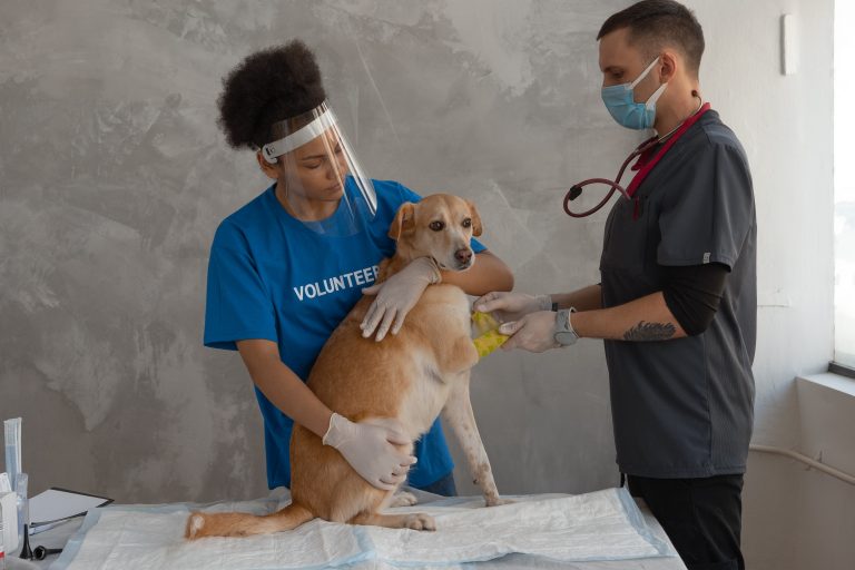 El veterinario y el dolor en mascotas