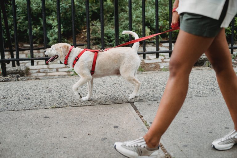 Cómo enseñar a tu perro a no tirar de la correa durante los paseos