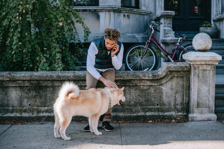 Seguro de responsabilidad civil para perros obligatorio en septiembre