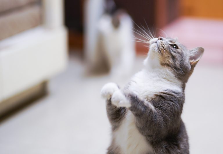 Mitos Comunes en el Adiestramiento de Gatos