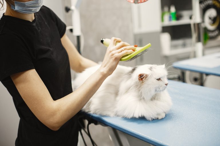 El cepillado como parte esencial de la higiene diaria de tu mascota