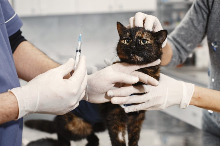 Discusión sobre la vacuna contra la leucemia felina y su relevancia