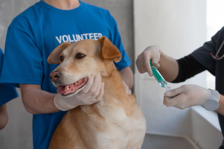 Introducción a las vacunas clave para perros y su importancia