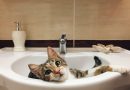 Bañar a tu gato sin agua: productos sin enjuague