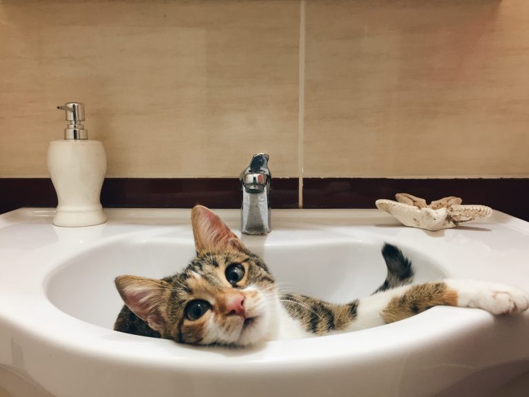 Bañar a tu gato sin agua: productos sin enjuague