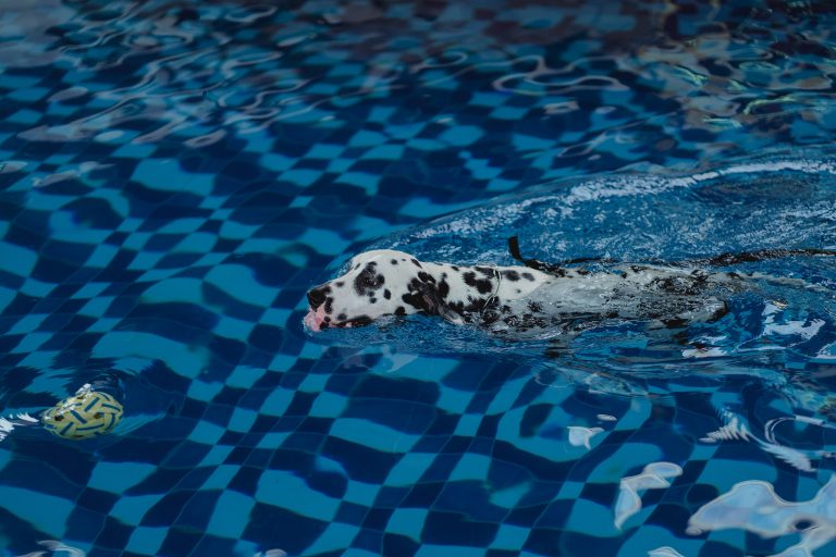 Los beneficios de la natación para perros