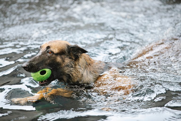 Un perro nada con una pelota en la boca.