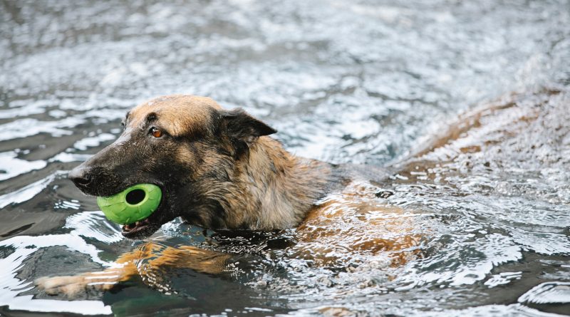 Un perro nada con una pelota en la boca.