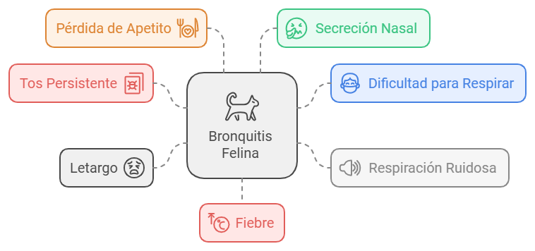 Síntomas de la bronquitis felina