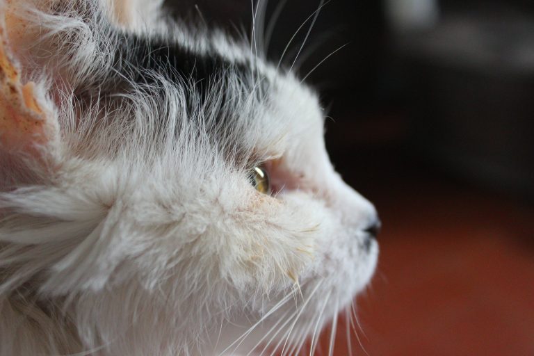 Enfermedades de la piel: causas y tratamientos en gatos