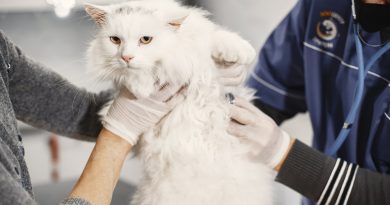 Bronquitis felina: causas y cuidados