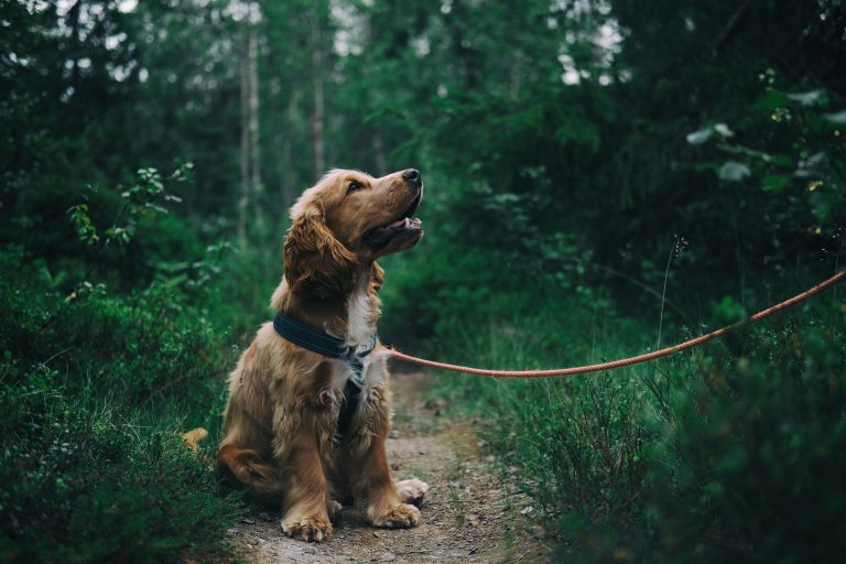Imagen de un perro inglés cocker spaniel sentado en un sendero de tierra en el bosque