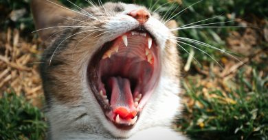 Cómo identificar signos de enfermedad dental en gatos