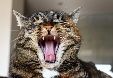 La Importancia de la Higiene Dental para Gatos
