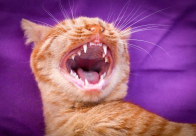 La Gingivitis en Gatos: Prevención y Tratamiento