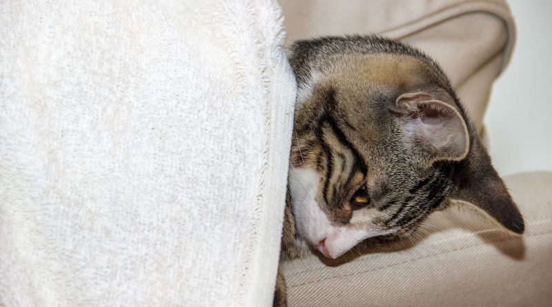 Síntomas de la bronquitis en gatos