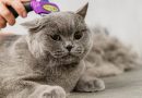 Guía Esencial sobre los Cuidados del Pelo de Gatos