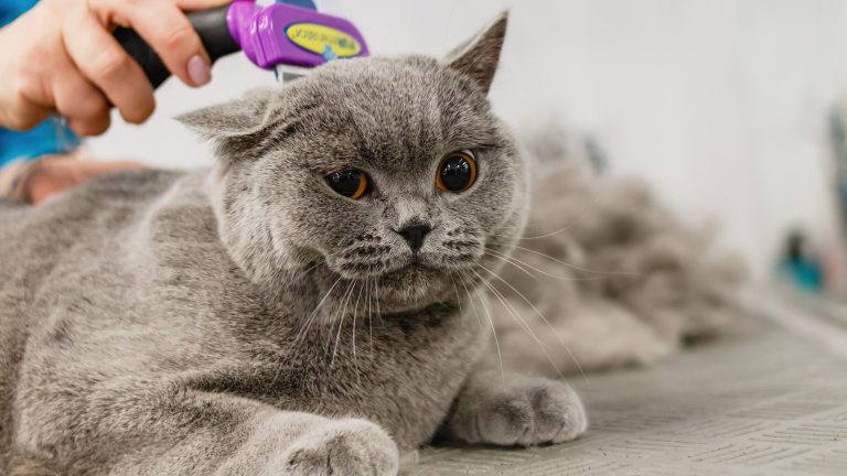 Guía Esencial sobre los Cuidados del Pelo de Gatos