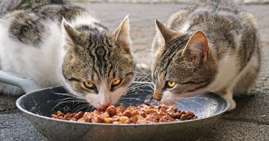 Beneficios de la Dieta Húmeda y Cruda para Gatos