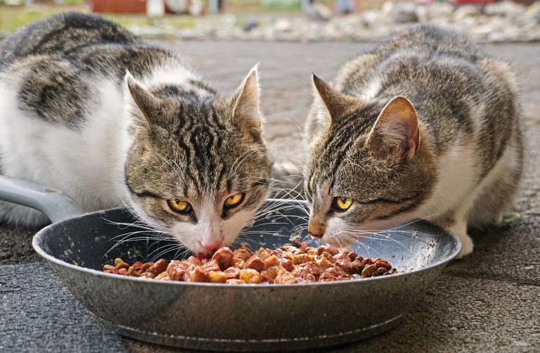 Beneficios de la Dieta Húmeda y Cruda para Gatos