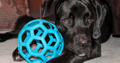 Variación en juguetes y accesorios para perros