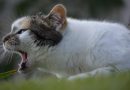 Soluciones efectivas para el Mal aliento en gatos – Guía completa