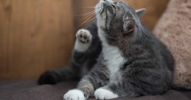 Soluciones para el Rascado Excesivo en Gatos