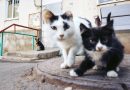 Abandono animal en Málaga: 1.300 perros y gatos