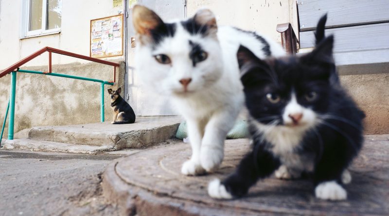 Abandono animal en Málaga: 1.300 perros y gatos
