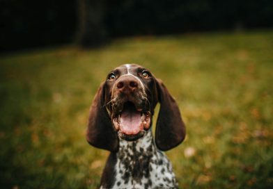 Cómo Prevenir y Tratar el Mal Aliento en Perros