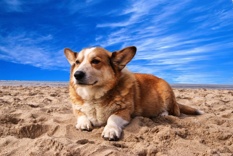 Corgi tumbado en la playa