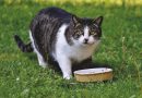 Dieta equilibrada y nutrición felina