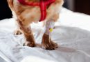 Cirrosis Hepática en Perros: Causas, Síntomas Y Tratamiento