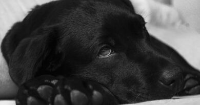 Úlcera gástrica en perros – Síntomas y tratamiento