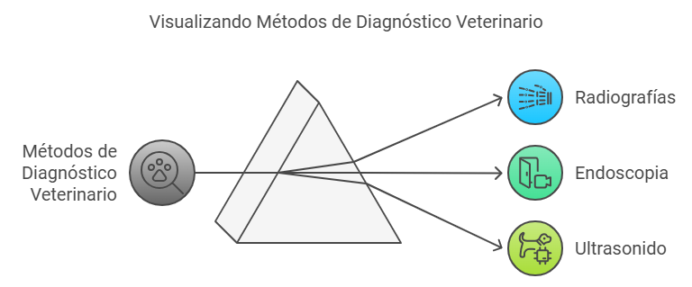 métodos de diagnóstico veterinario ulcera gástrica en perros – Síntomas