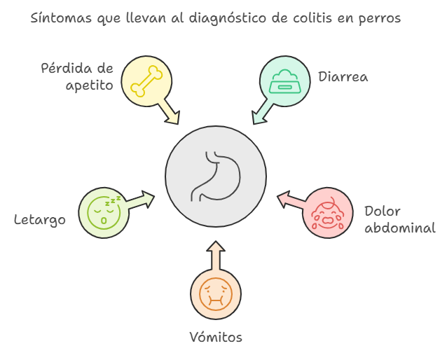 Síntomas de la colitis en perros