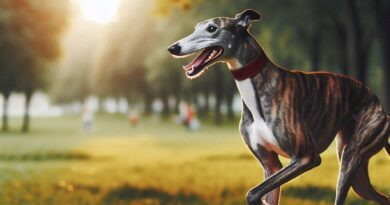 un galgo corriendo en un parque, destacando la importancia del ejercicio moderado