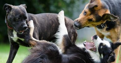 perros en pelea