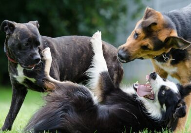 perros en pelea