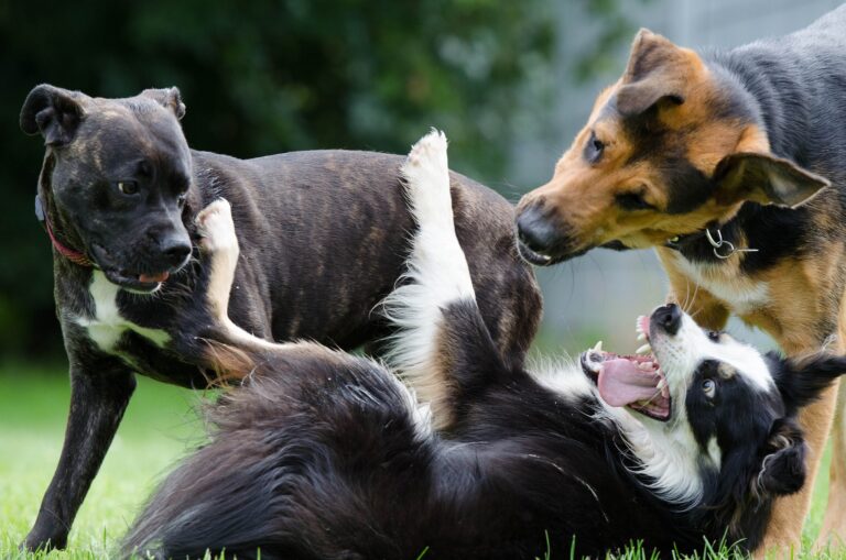 perros en pelea