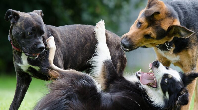 perros en pelea