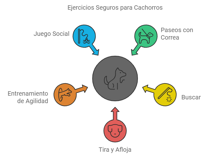 ejercicios seguros para cachorros