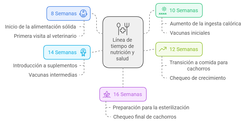 Línea de tiempo vertical desde 8 semanas hasta 16 semanas